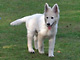 Cheyenne