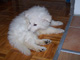Willi